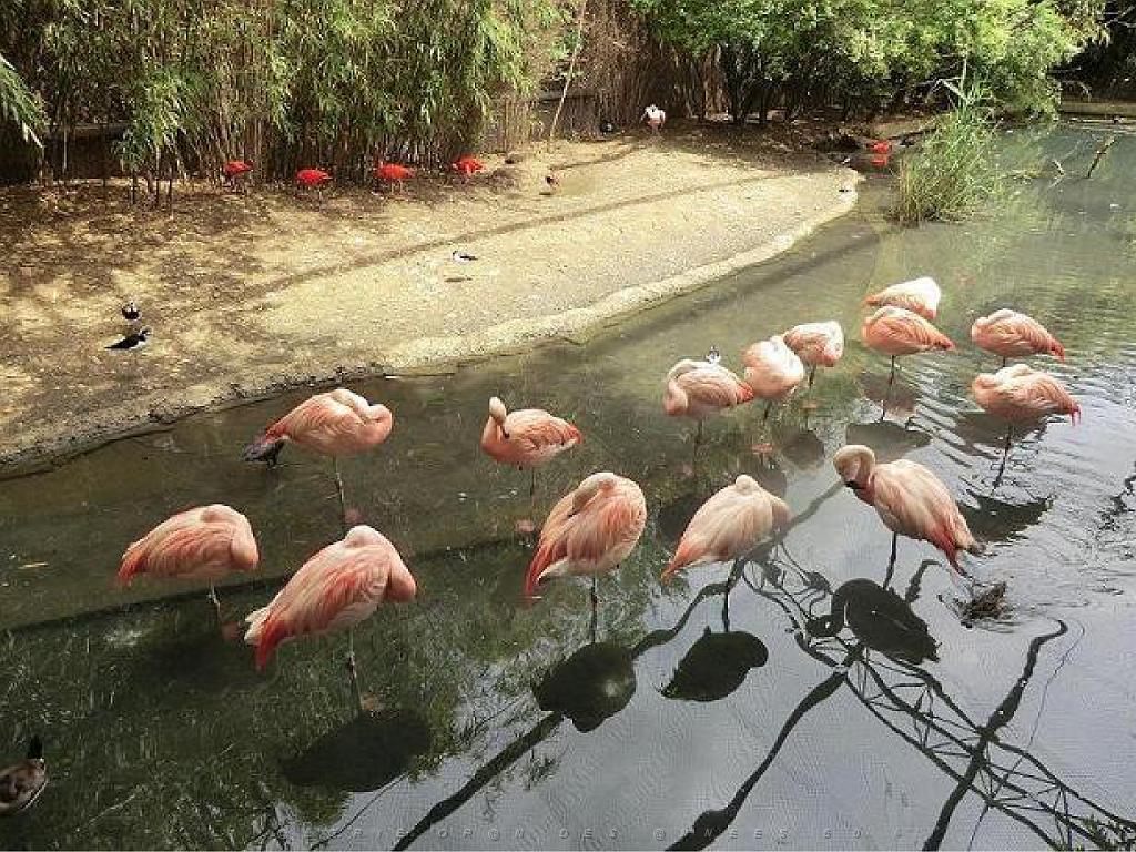101PARC AUX OISEAUX DANS L AIN 2016 1_000012.jpg